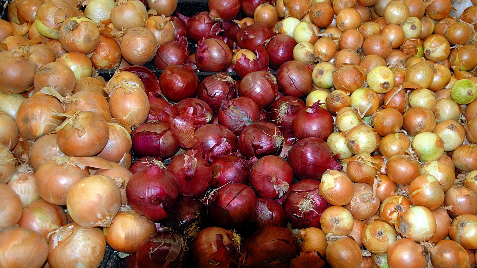 Wholesale onions East Europe Trading
